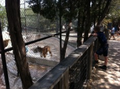 2012-04-09-08-Austin Zoo with Ian.jpg